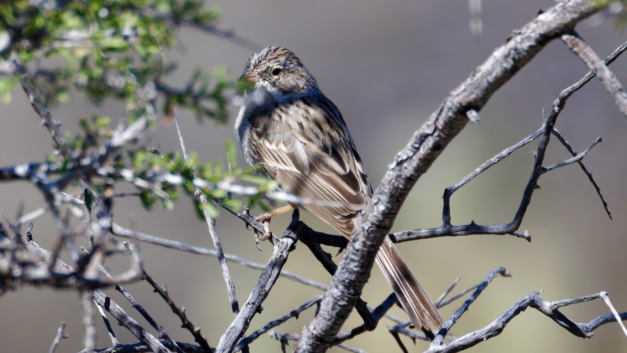 Brewer’s Sparrow