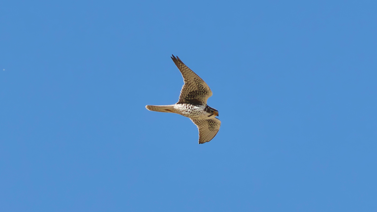 Prairie Falcon