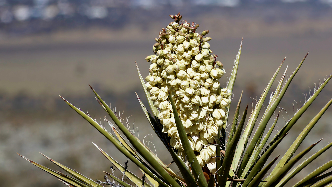 Mohave yucca