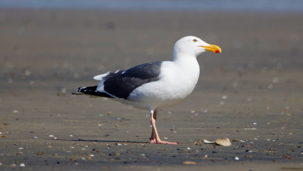 Western Gull