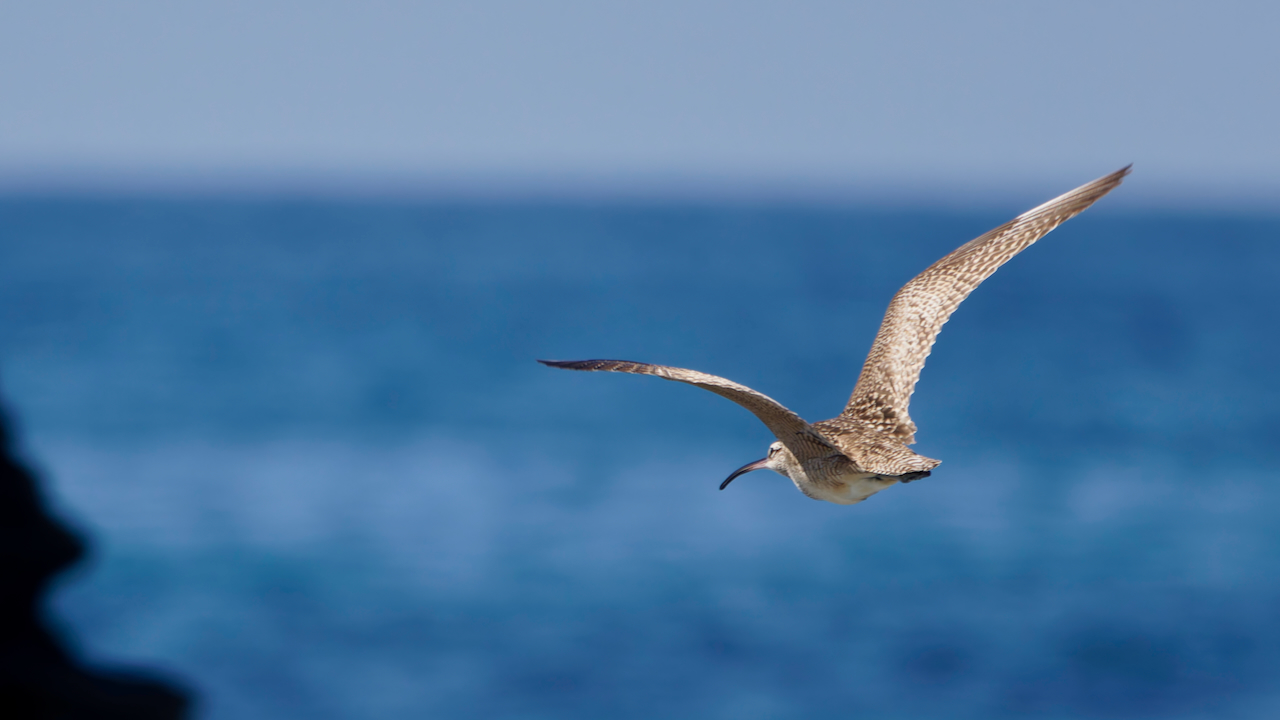 Long-billed Curlew