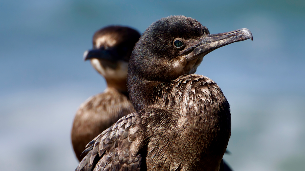 Brandt’s Cormorants