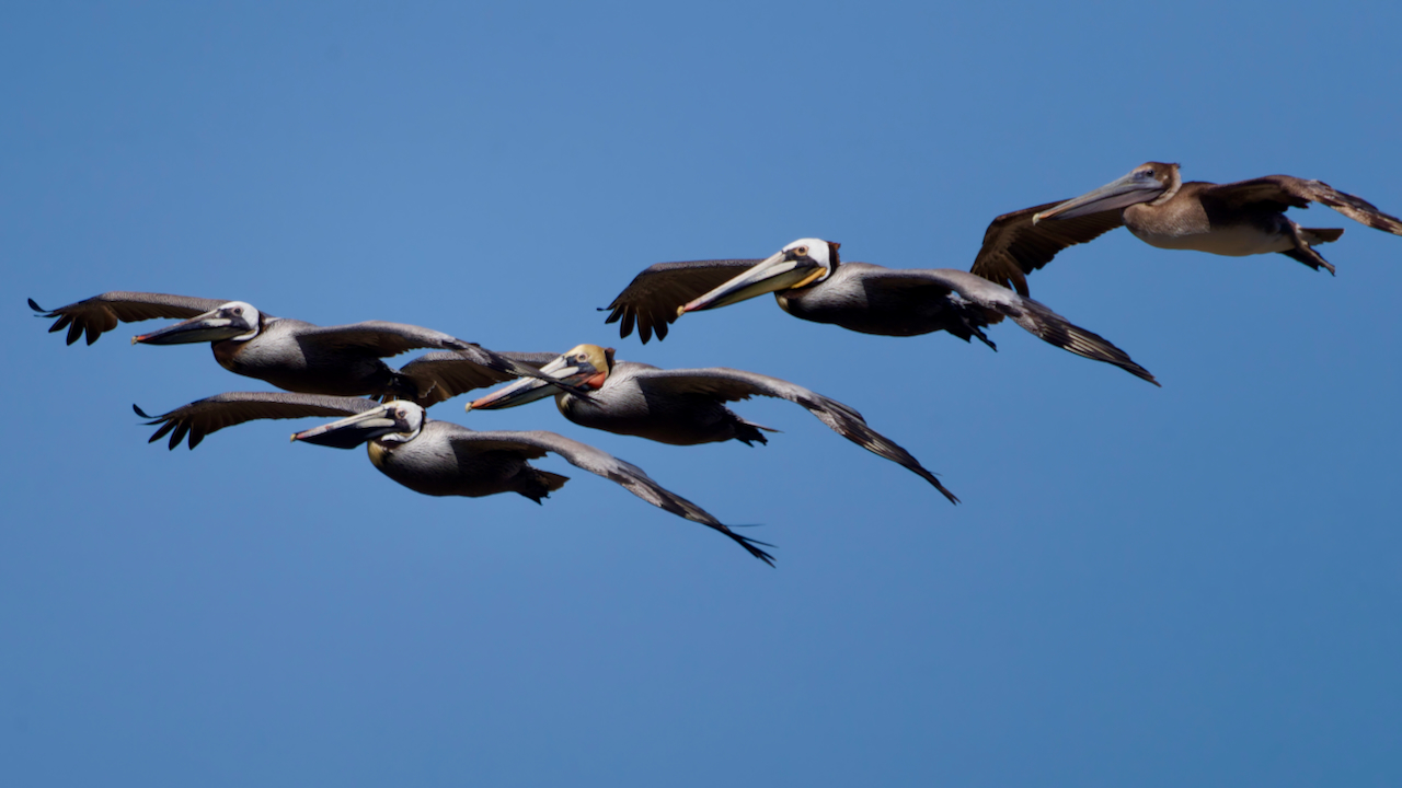 Brown Pelicans