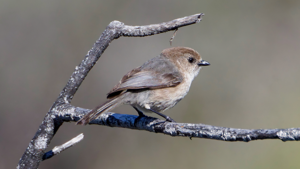 Bushtit
