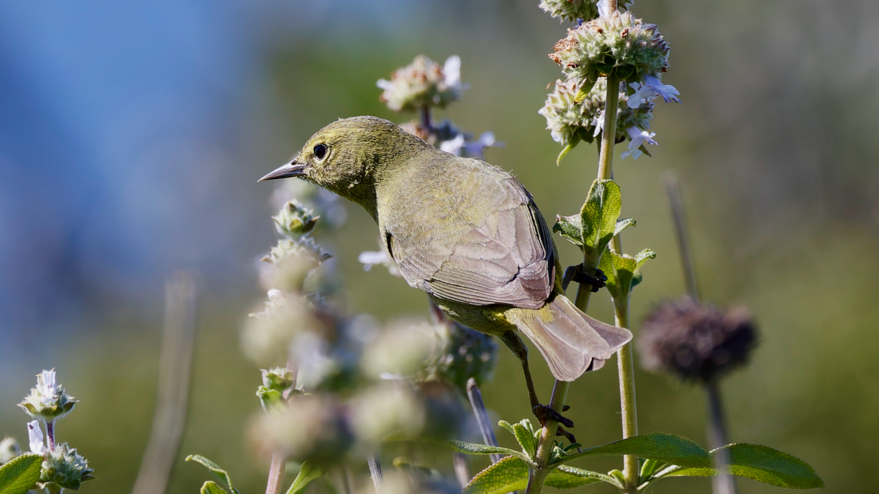 Orange-crowned Warbler