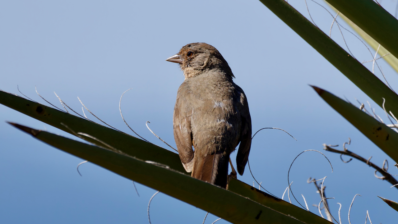 California Towhee