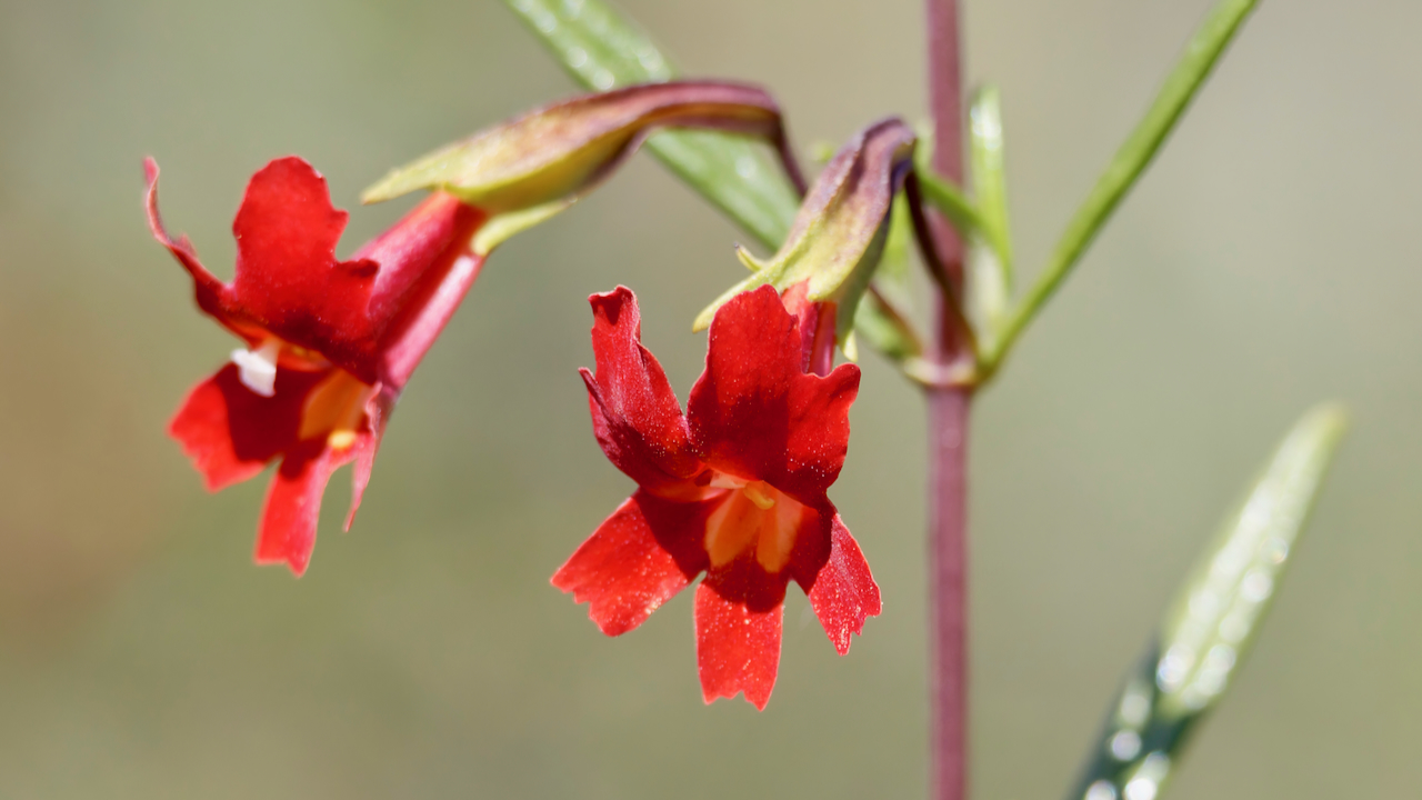 Red bush monkeyflower