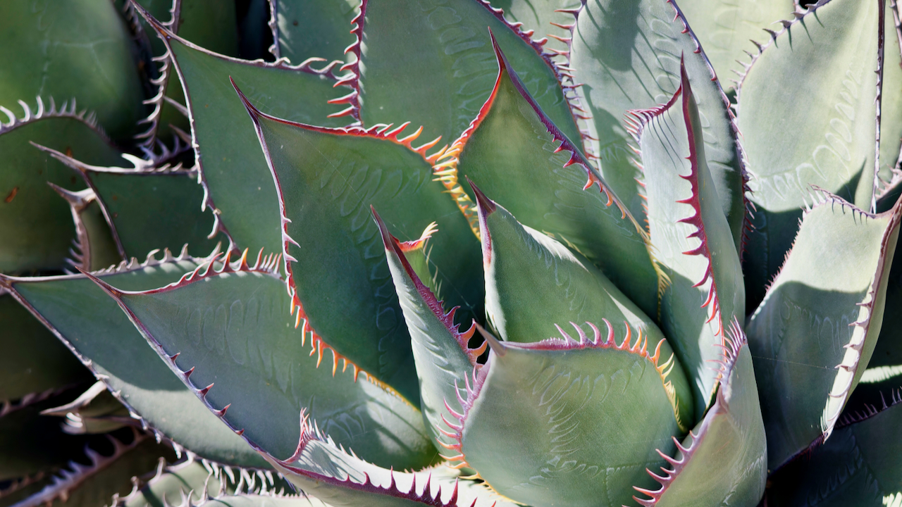 Coastal agave
