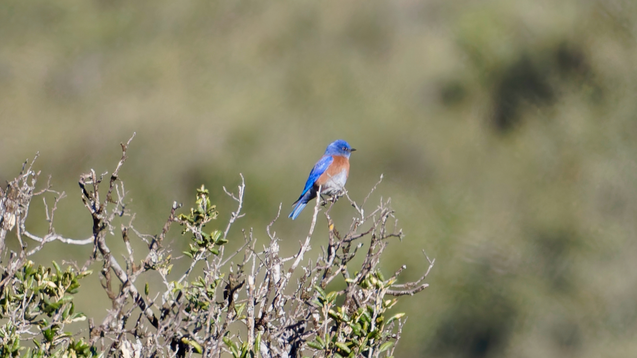 Western Bluebird