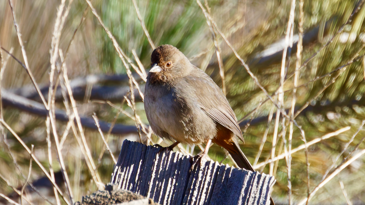 California Towhee