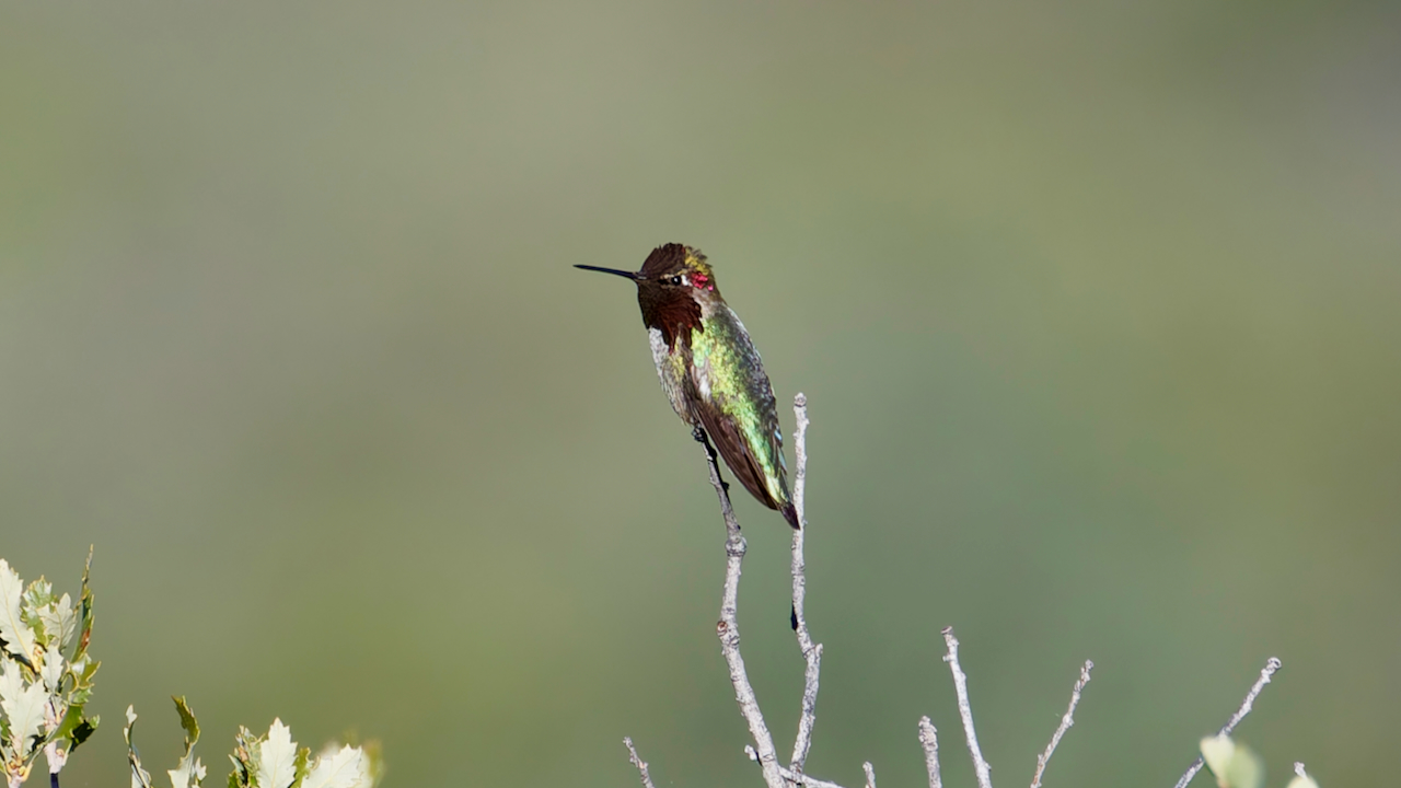 Anna’s Hummingbird