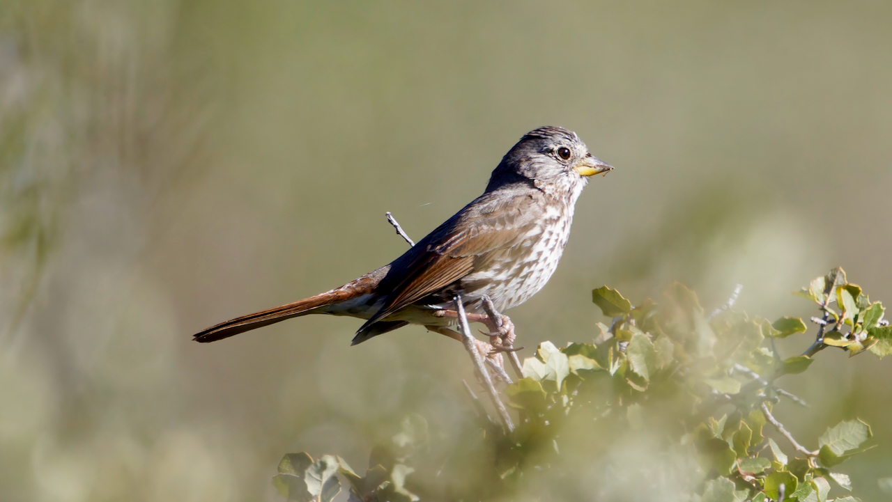 Fox Sparrow