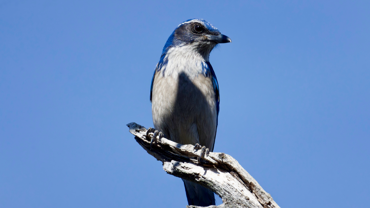 California Scrub-jay