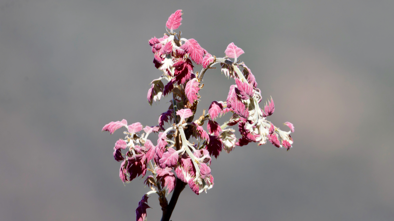 California black oak