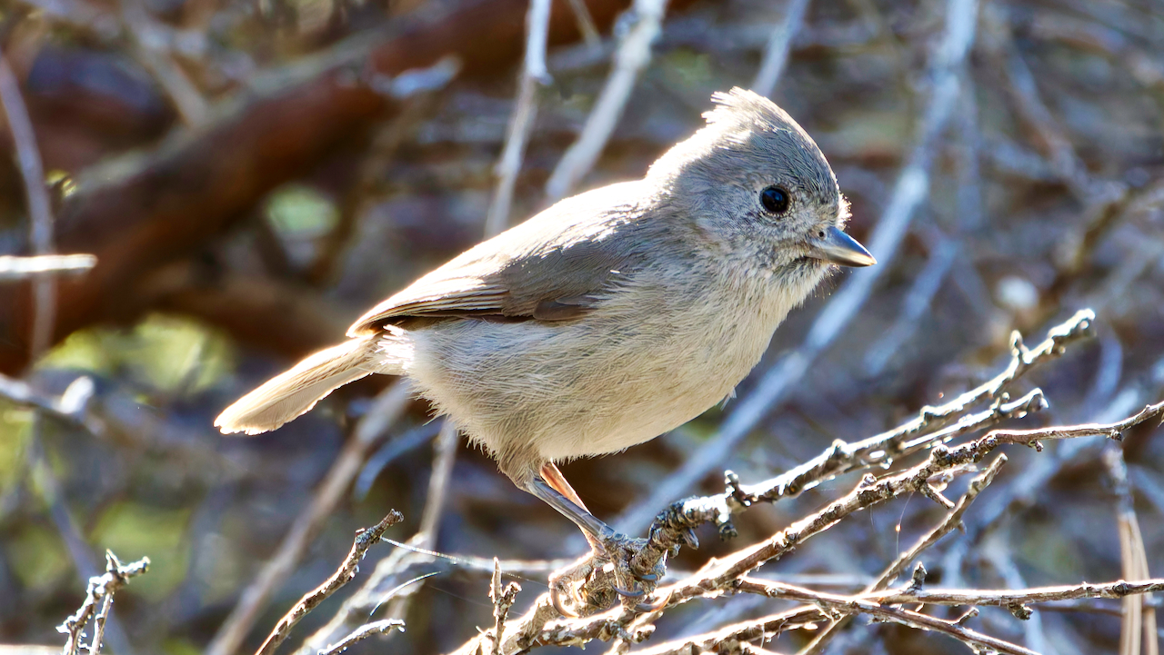 Oak Titmouse