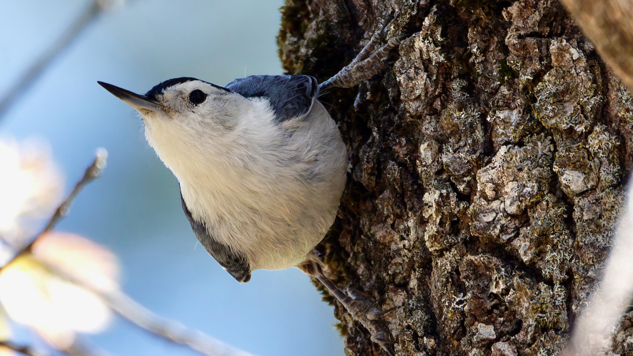 White-breasted Nuthatch