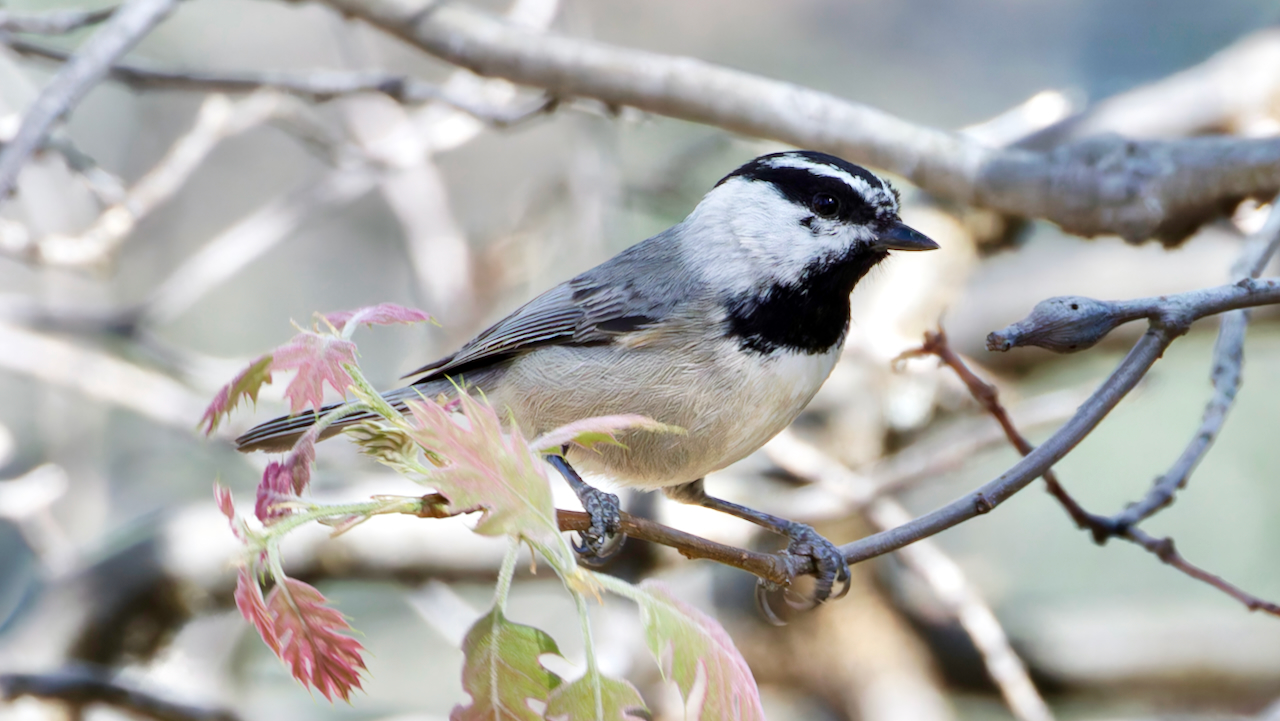 Mountain Chickadee