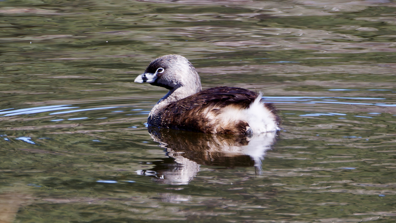 Pied-billed Grebe