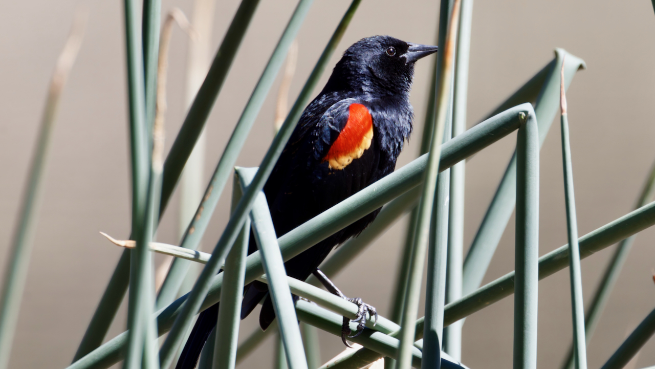 Red-winged Blackbird