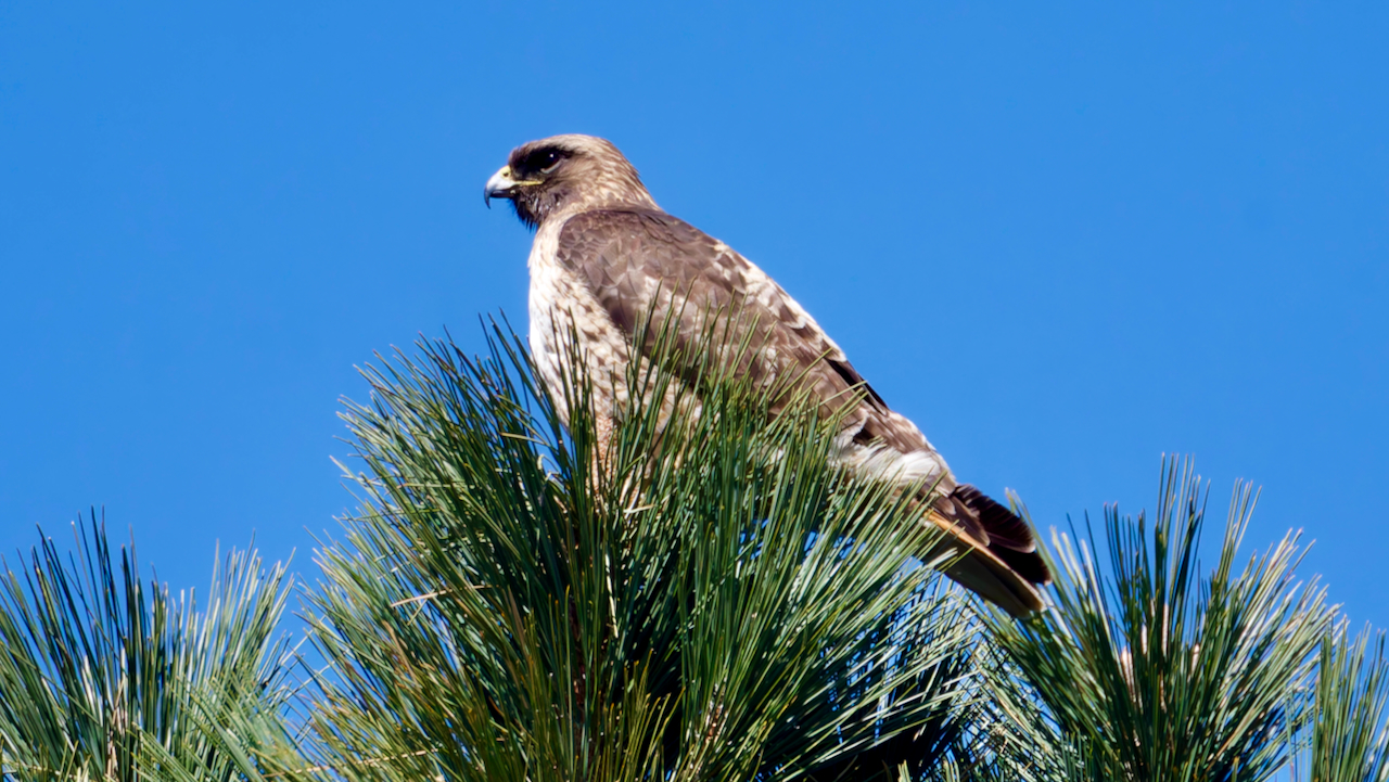 Red-tailed Hawk