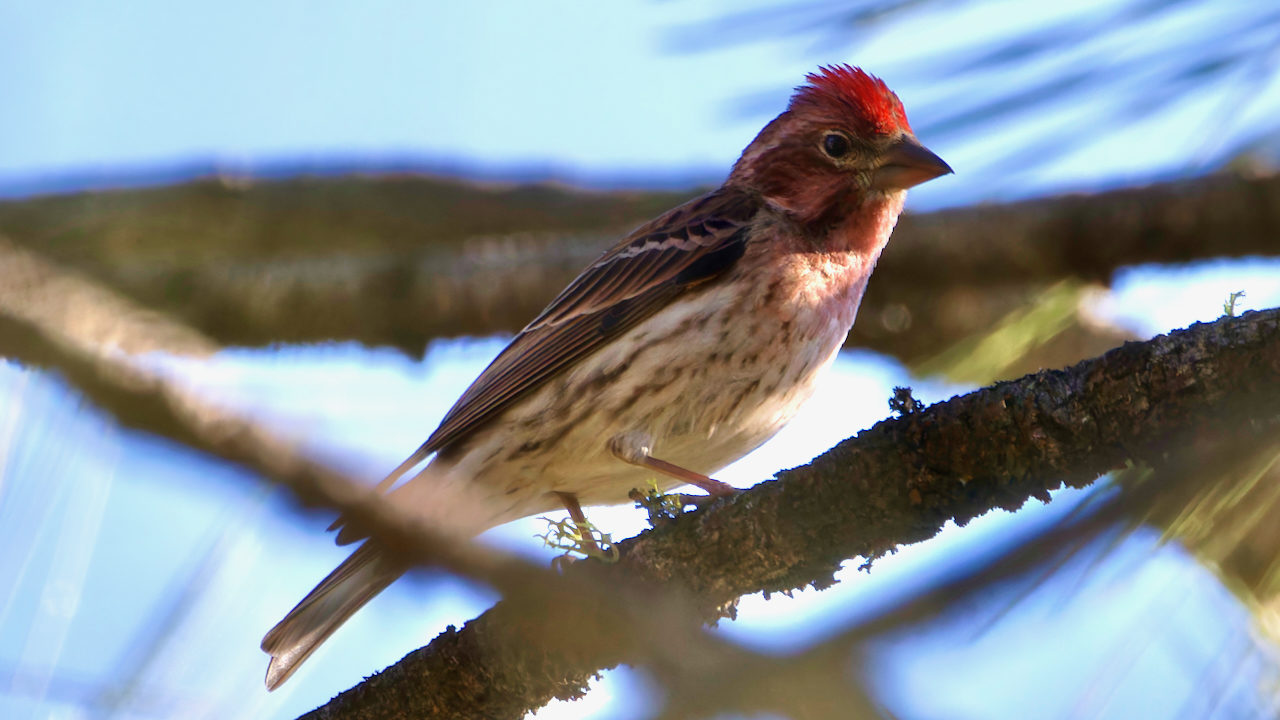 Cassin’s Finch