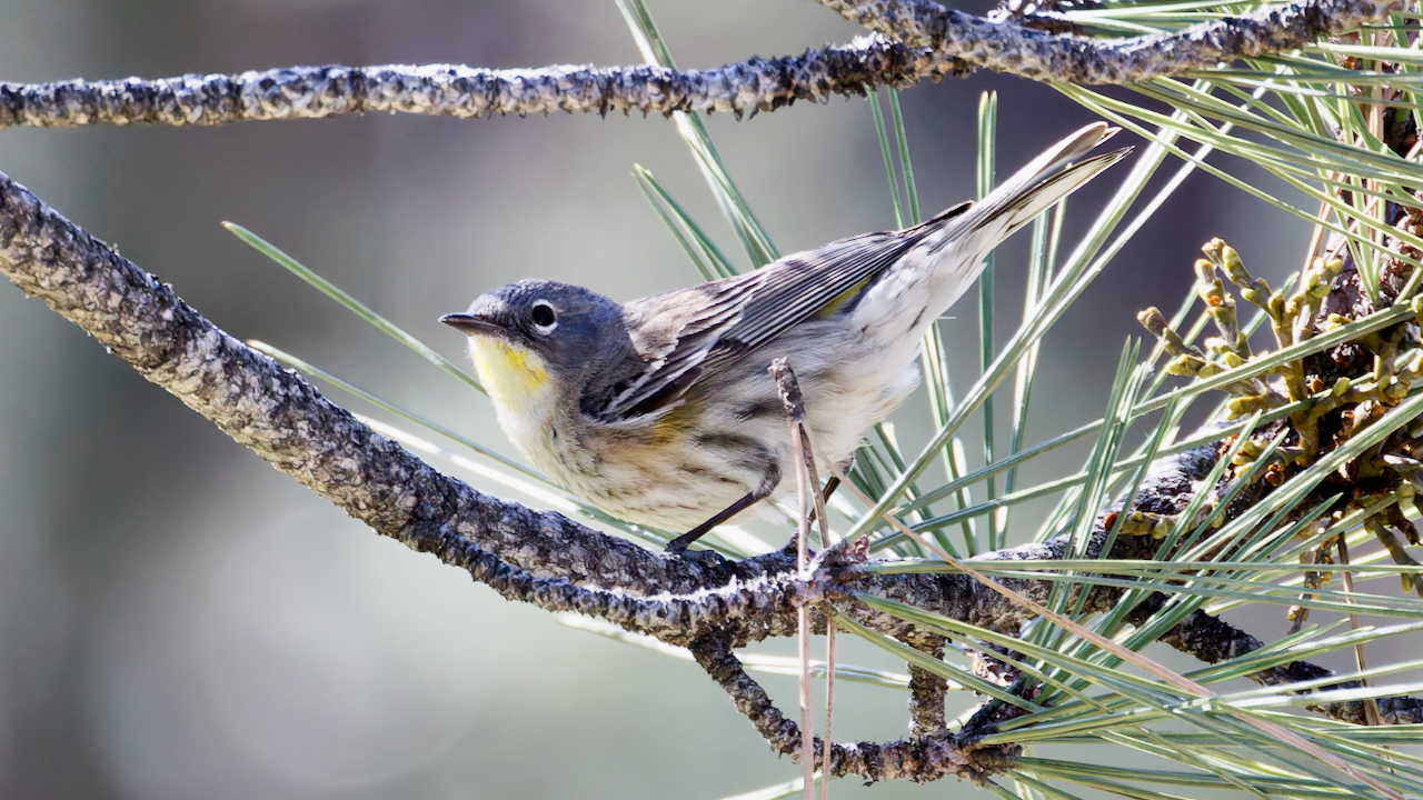 Yellow-rumped Warbler