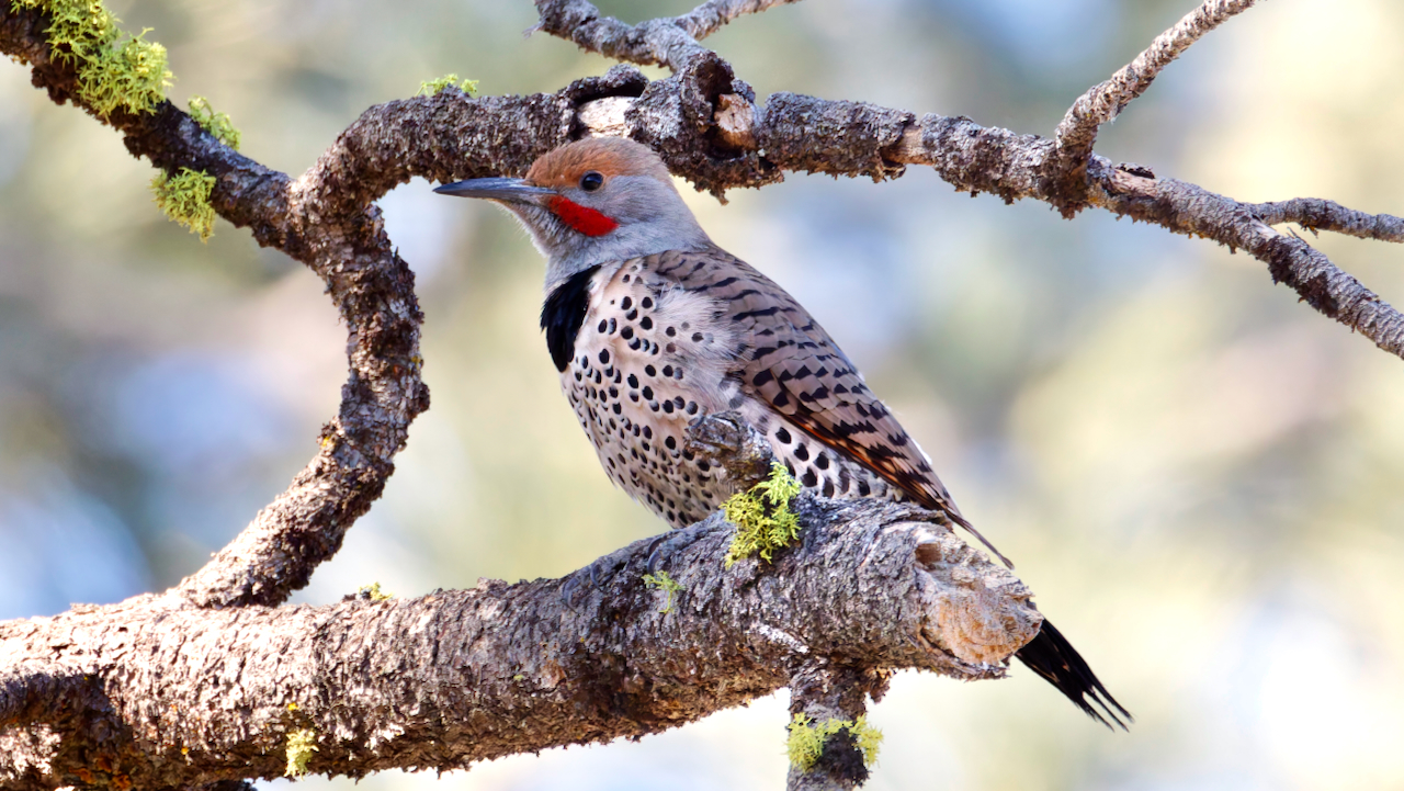 Northern Flicker
