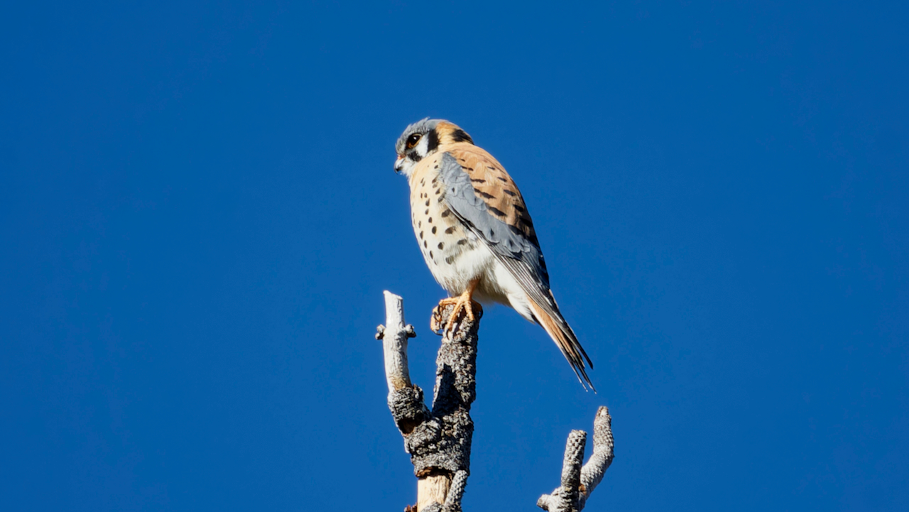 American Kestrel