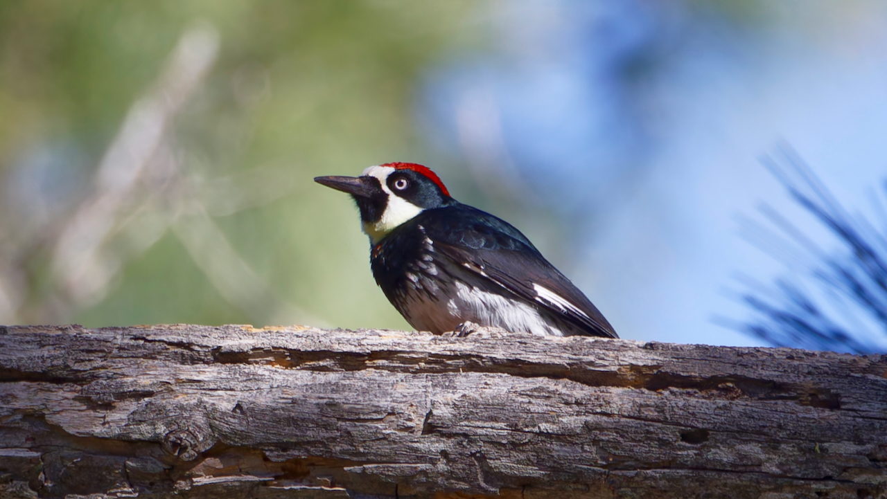 Acorn Woodpecker