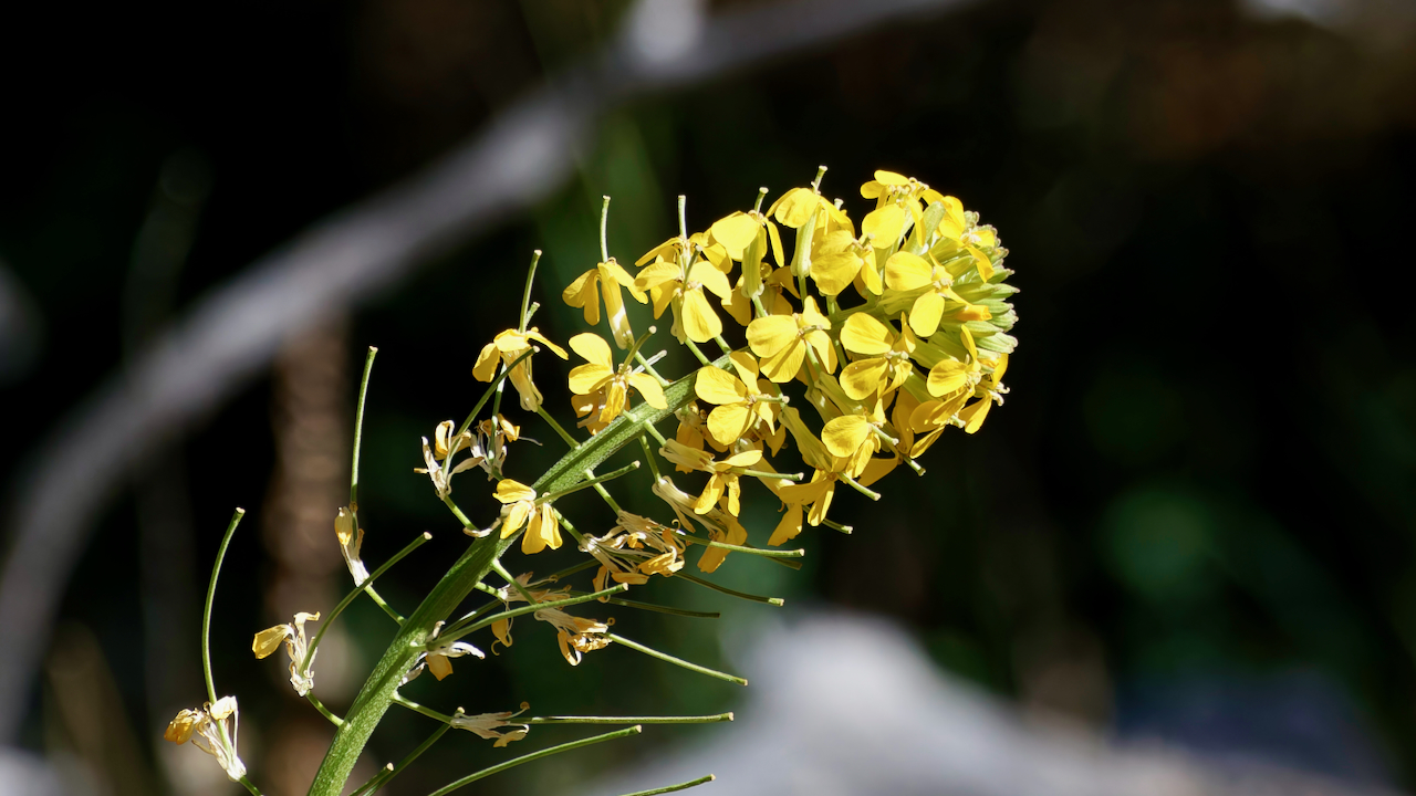 Sanddune wallflower