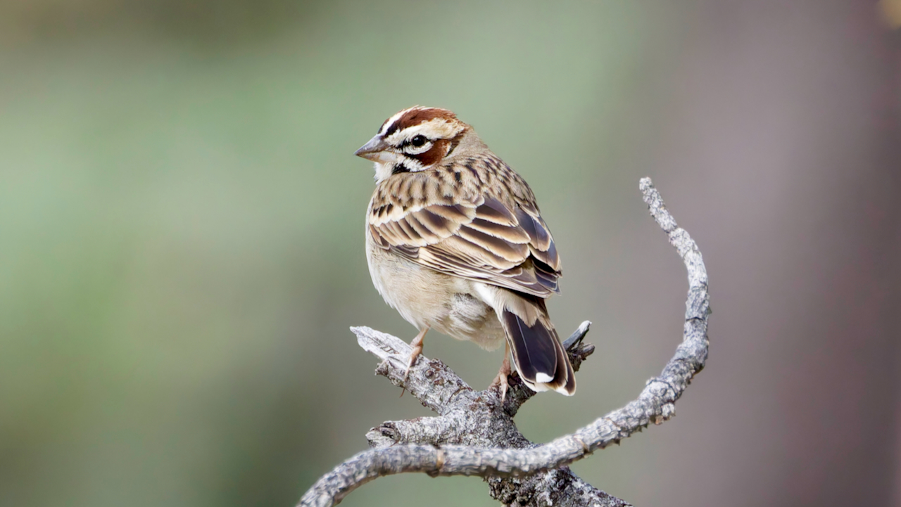 Lark Sparrow
