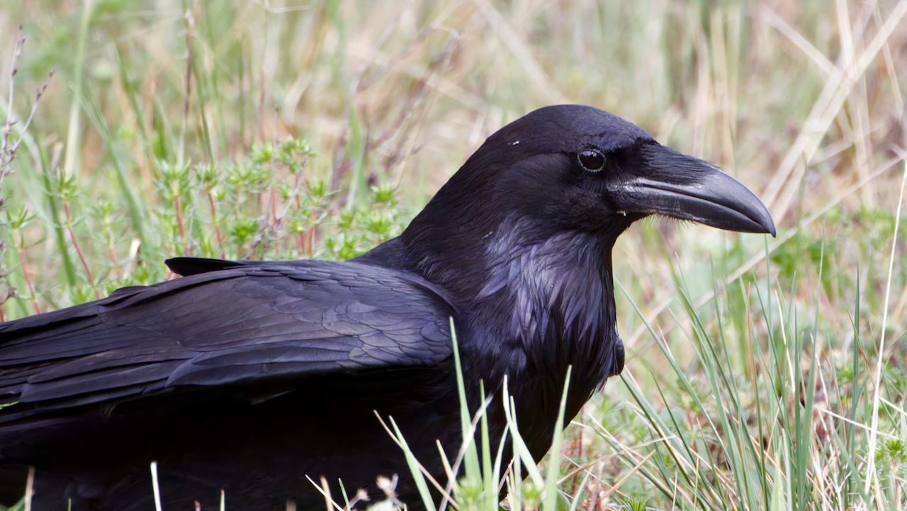 Common Raven