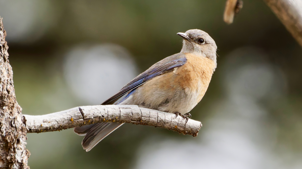 Western Bluebird