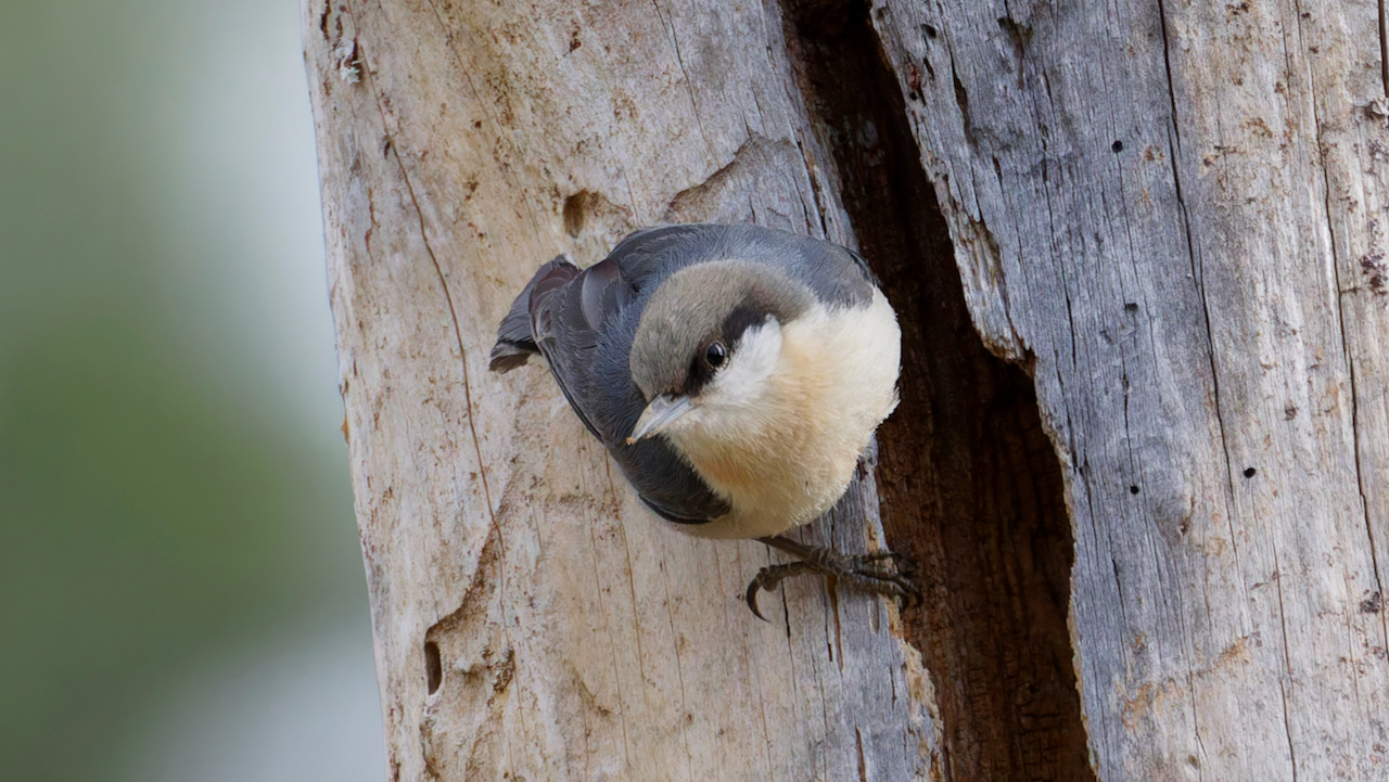 Pygmy Nuthatch