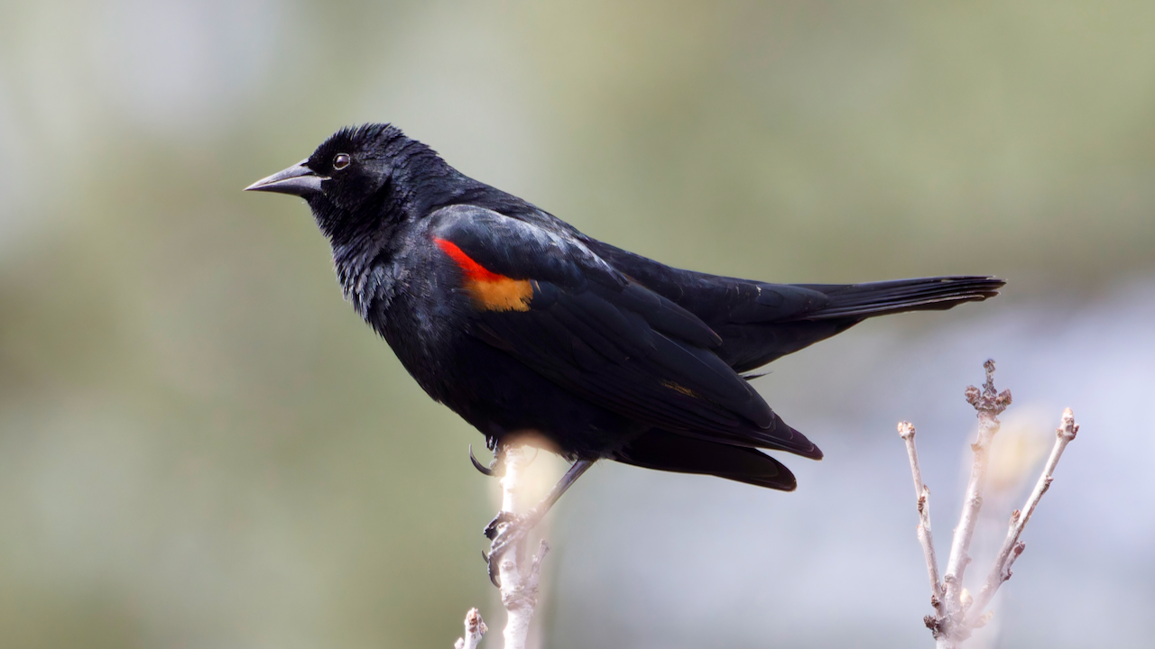 Red-winged Blackbird