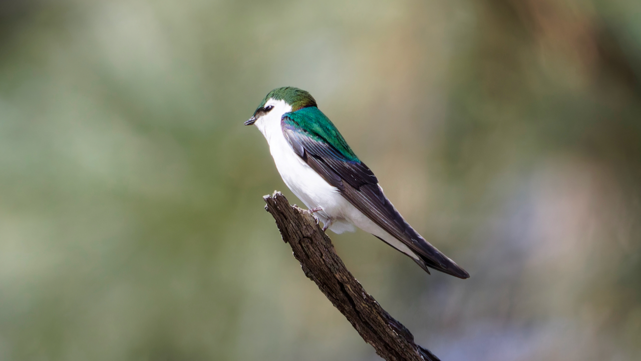Violet-green Swallow