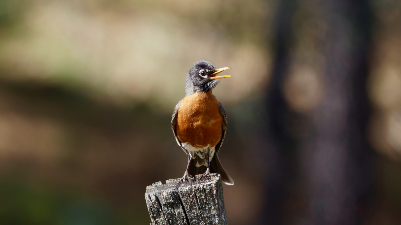 American Robin