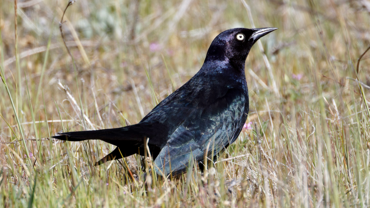 Brewer’s Blackbird