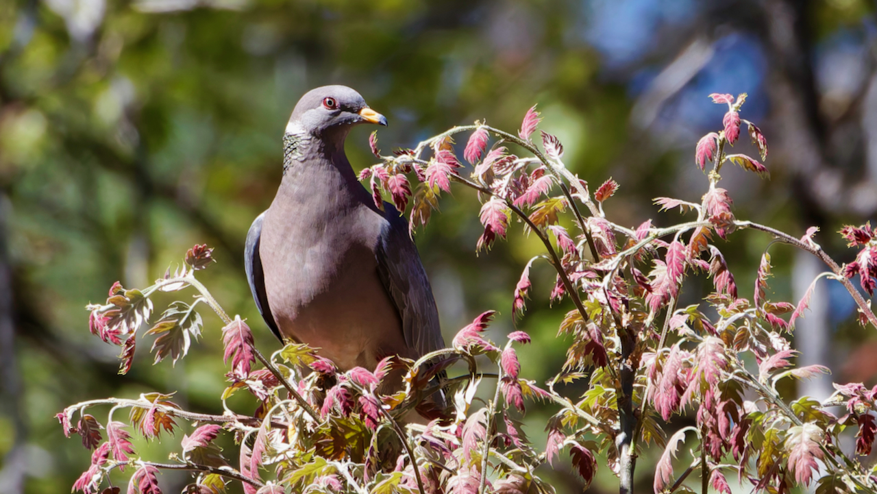 Band-tailed Pigeon