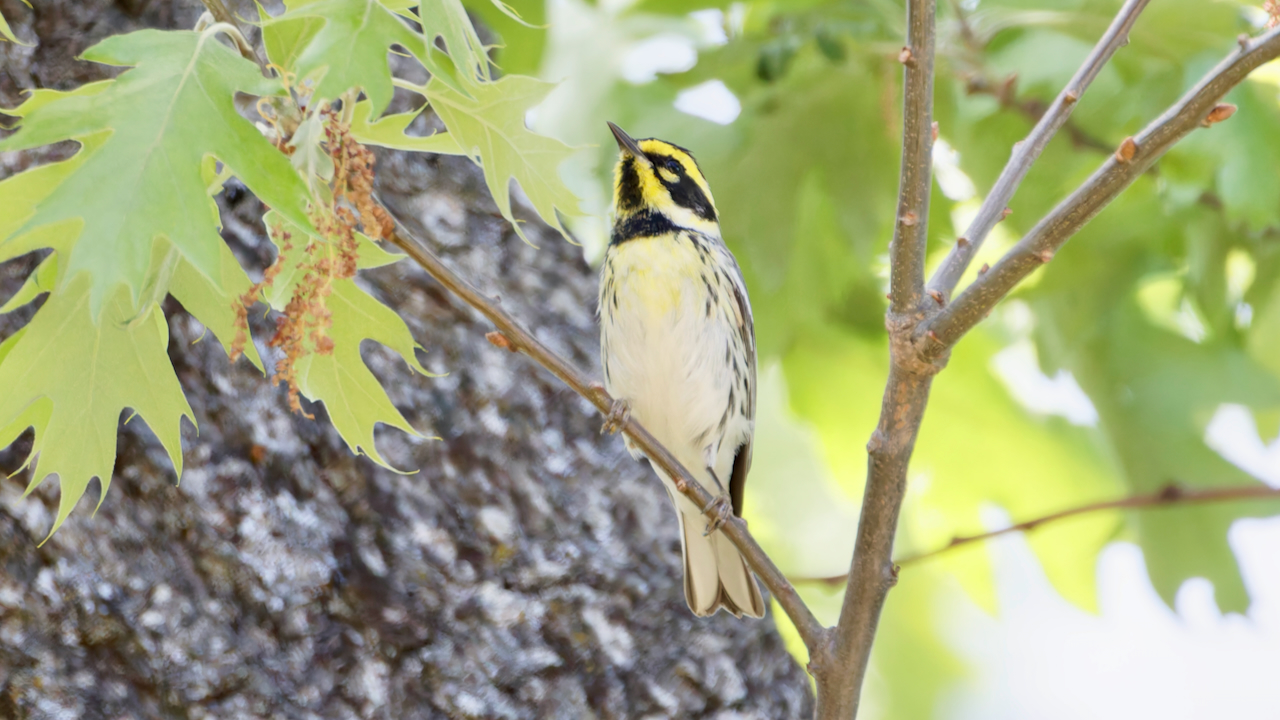Townsend’s Warbler