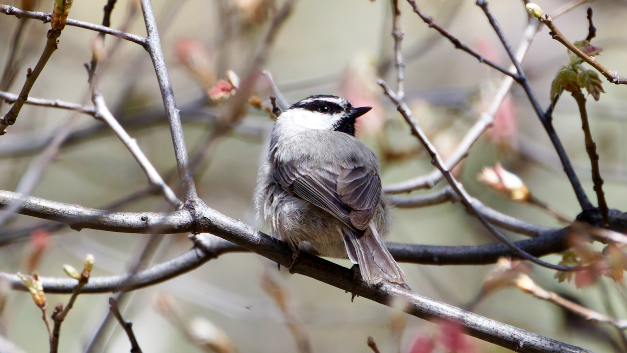 Mountain Chickadee