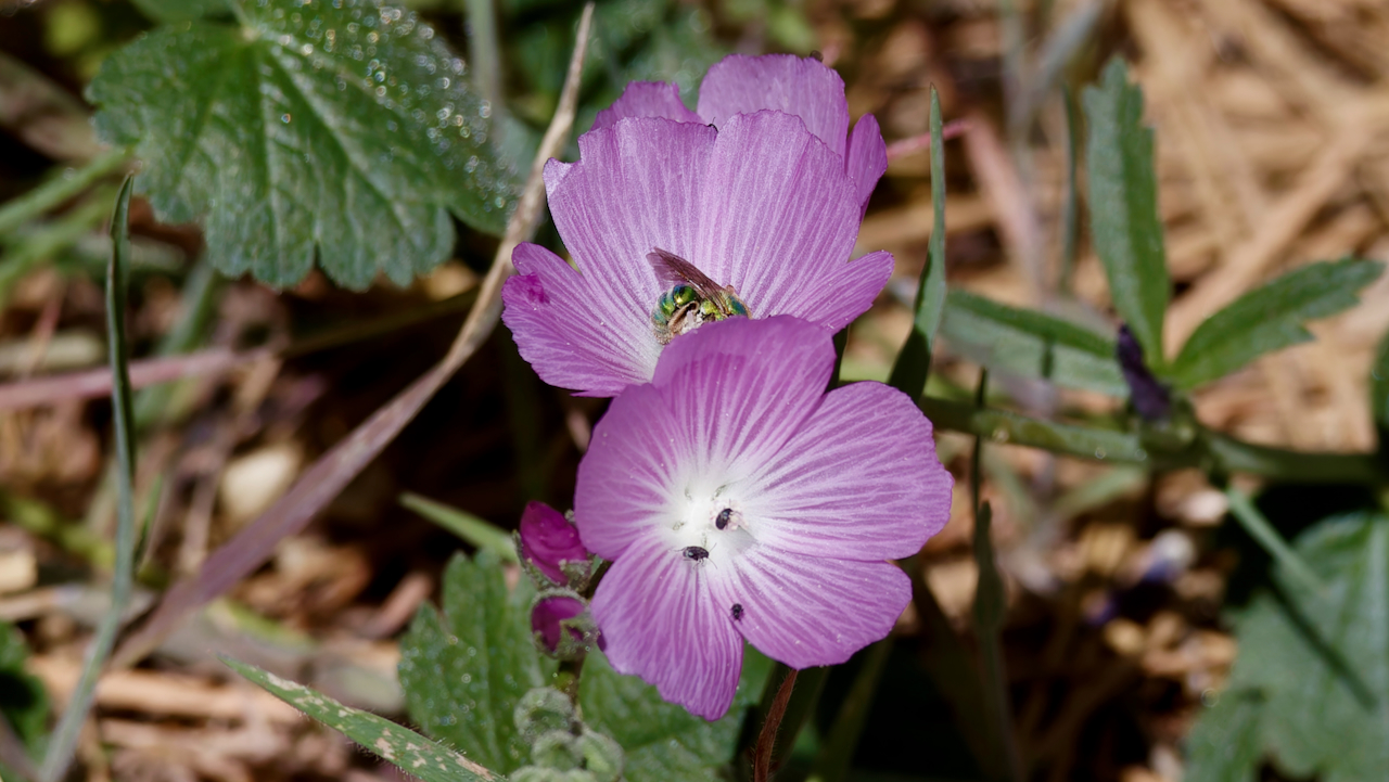 Southern Checkerbloom
