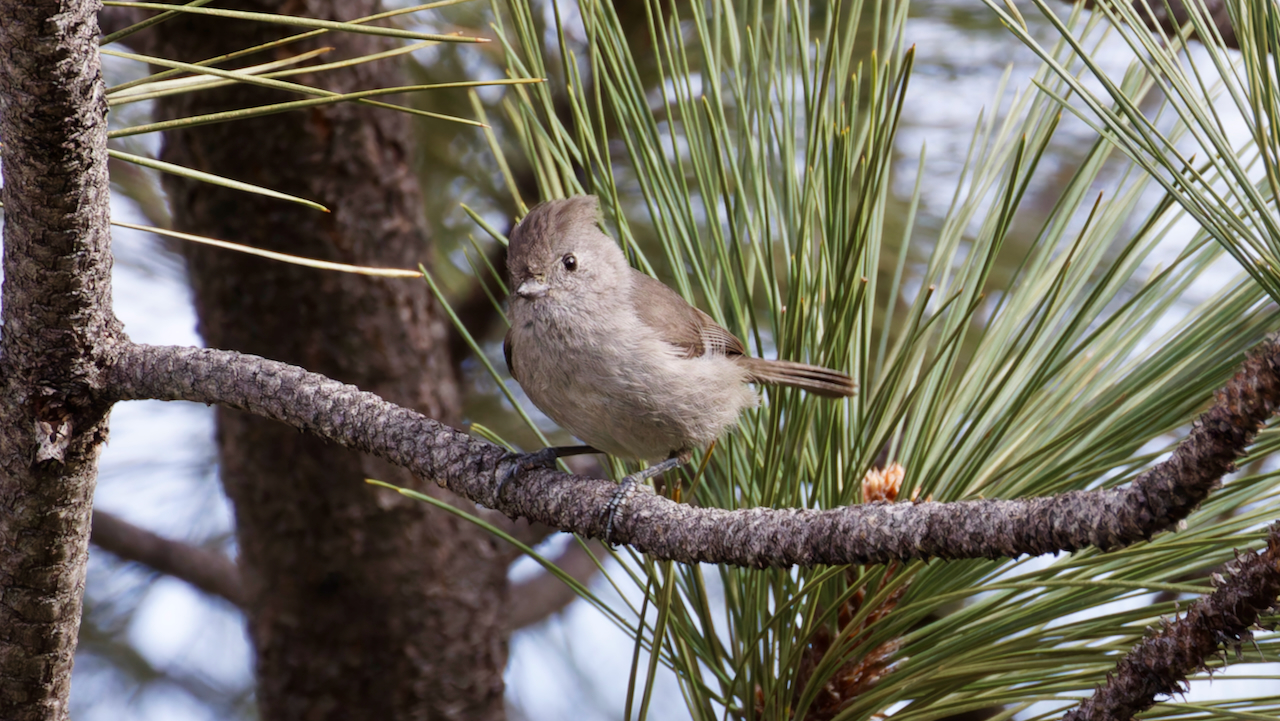 Oak Titmouse