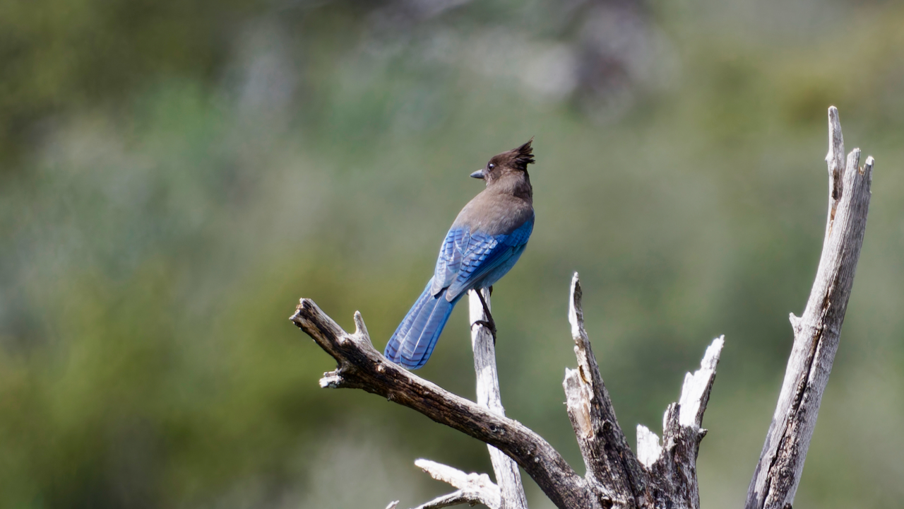 Steller’s Jay