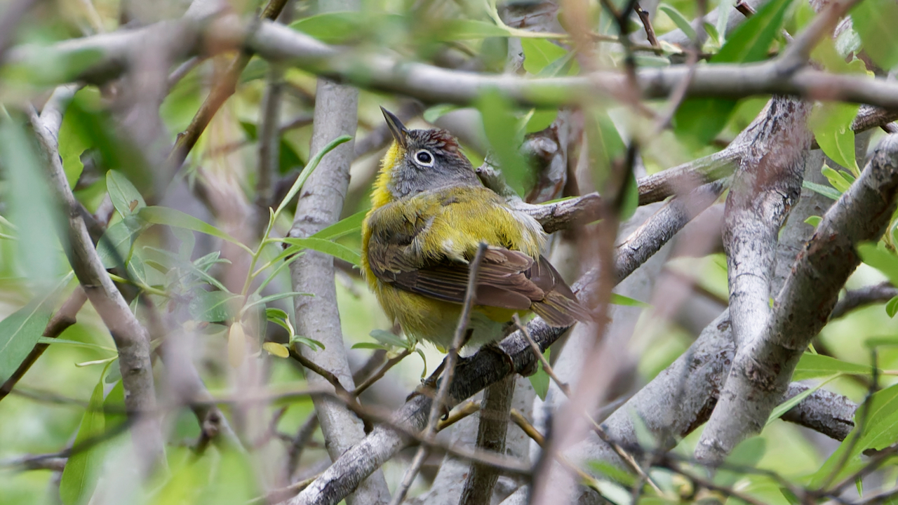 Nashville Warbler