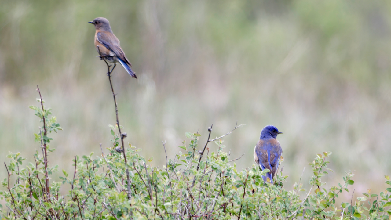 Western Bluebirds