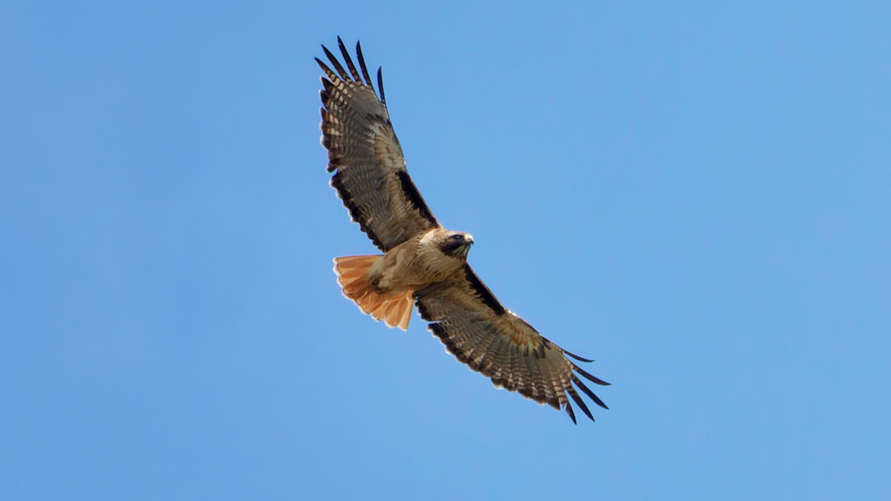 Red-tailed Hawk
