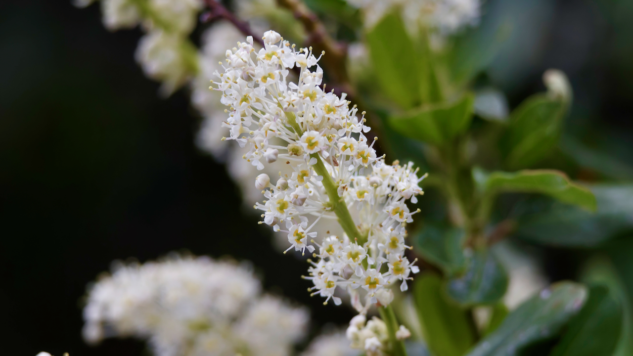 Snowbrush ceanothus