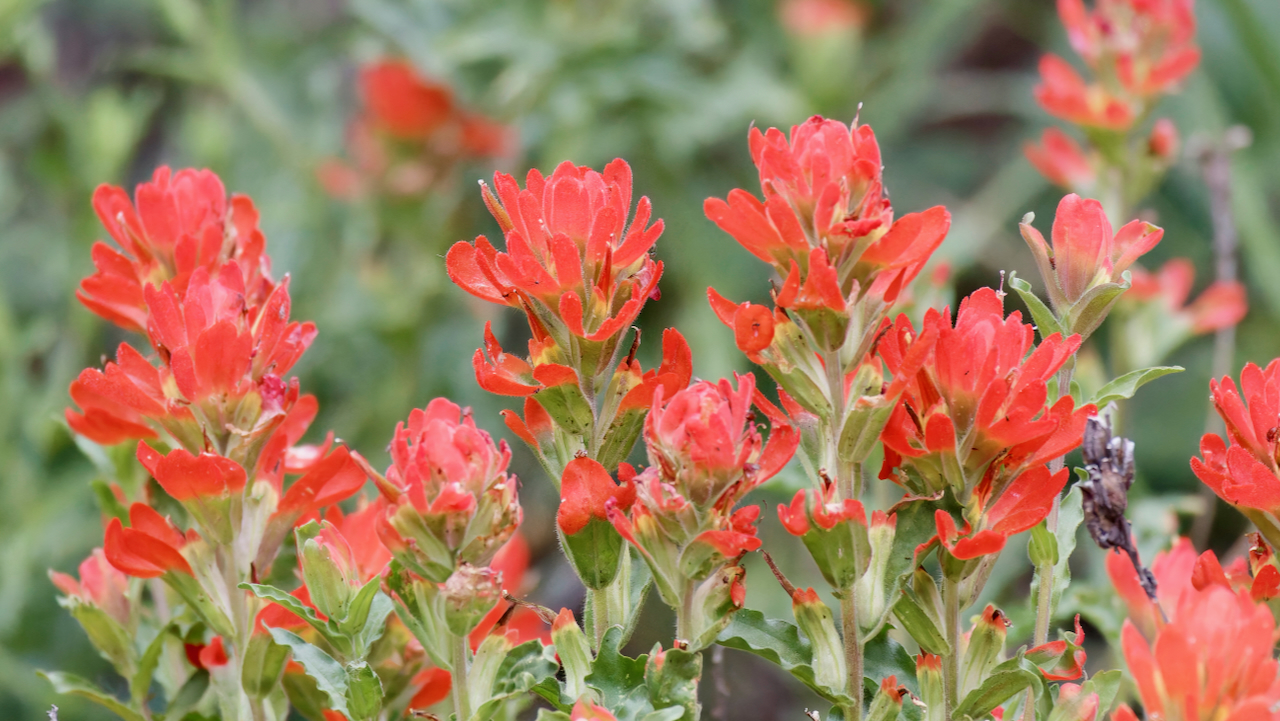 Indian Paintbrush