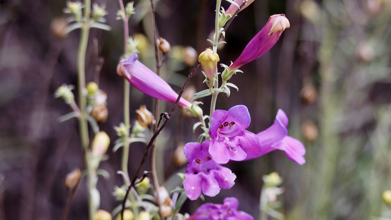 Bunchleaf penstemon